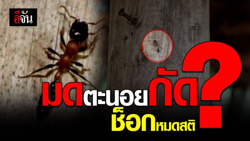 พระวัดริ้วหว้า จ.อ่างทอง ถูกมดตะนอยกัด ก่อนช็อกหมดสติ ต้องหามส่งโรงพยาบาล