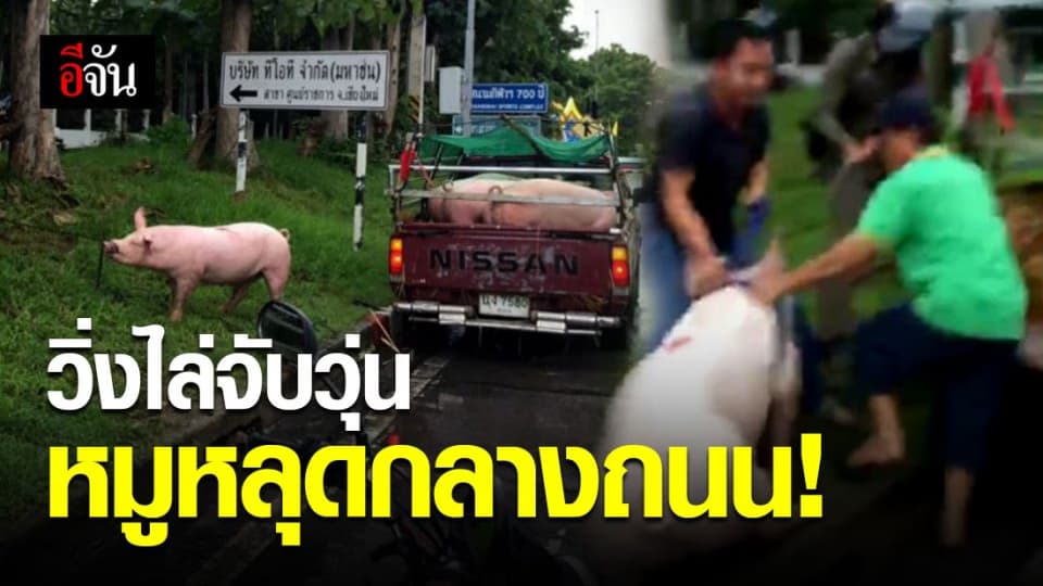 เป็นปลื้มตำรวจเชียงใหม่ ช่วยจับหมูหลุดกลางสี่แยก