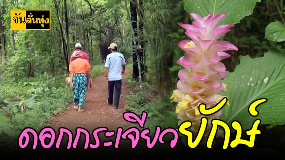 ดอกกระเจียวยักษ์ บานรับนักท่องเที่ยว