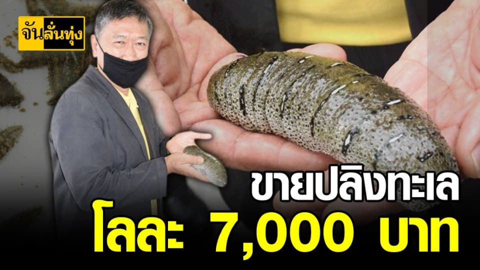 สัตว์เศรษฐกิจตัวใหม่ ปลิงทะเล