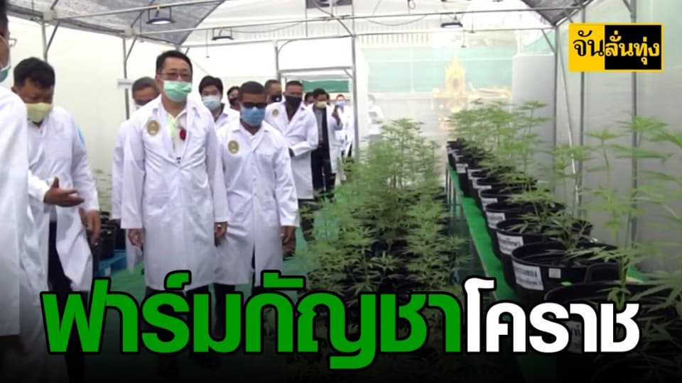 เปิดเเล้วฟาร์มกัญชาเเห่งเเรกของโคราช