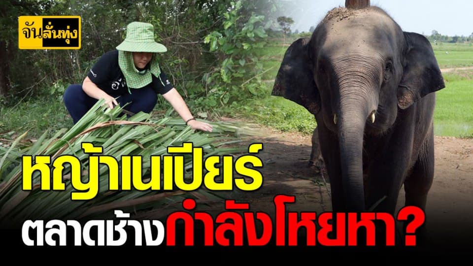 รู้จักหญ้าเนเปียร์ หญ้าที่ตลาดช้างกำลังโหยหา ปลูกไว้กำไรงาม