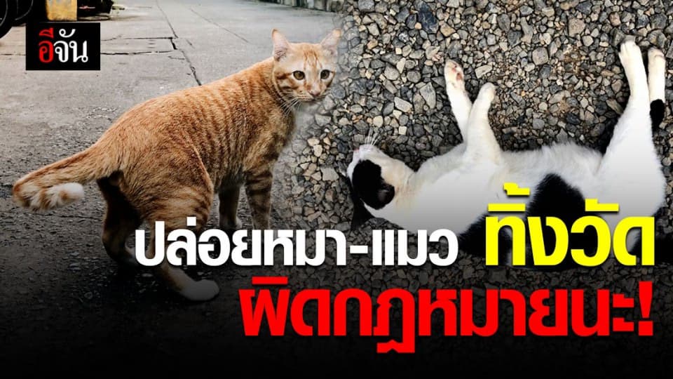 รู้ยัง ? ปล่อยหมา-แมว ทิ้งวัด ผิดกฎหมาย ปรับ 40,000 บาท