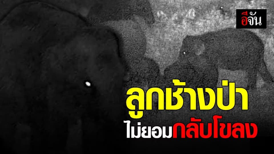 อัปเดตภารกิจส่งลูกข้างป่าพลัดหลงกลับโขลง