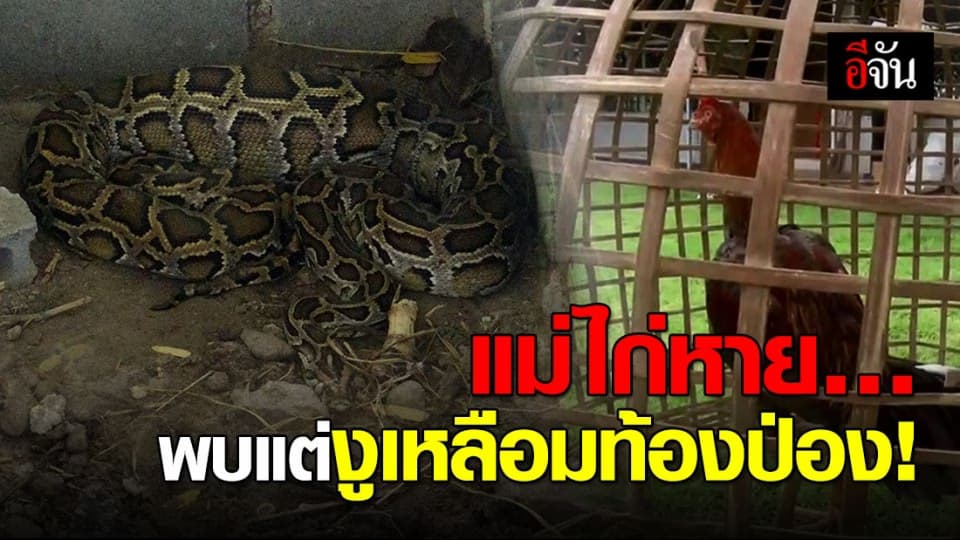 เจ้าของฟาร์มสุดช้ำ!!! งูเหลือมใหญ่ ขเมือบไก่แม่พันธุ์ดี