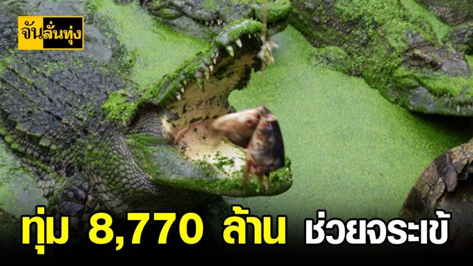 เตรียมสินเชื่อช่วยผู้เลี้ยงจระเข้