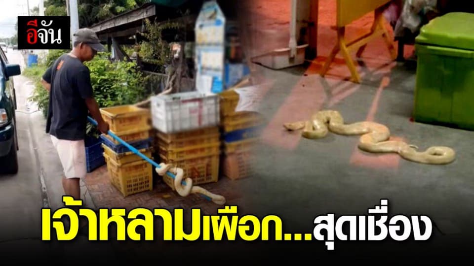 งูหลามสุดเชื่อง! เลื้อยเข้ามานอนขดตัวในบ้านตาวัย 70 ปี