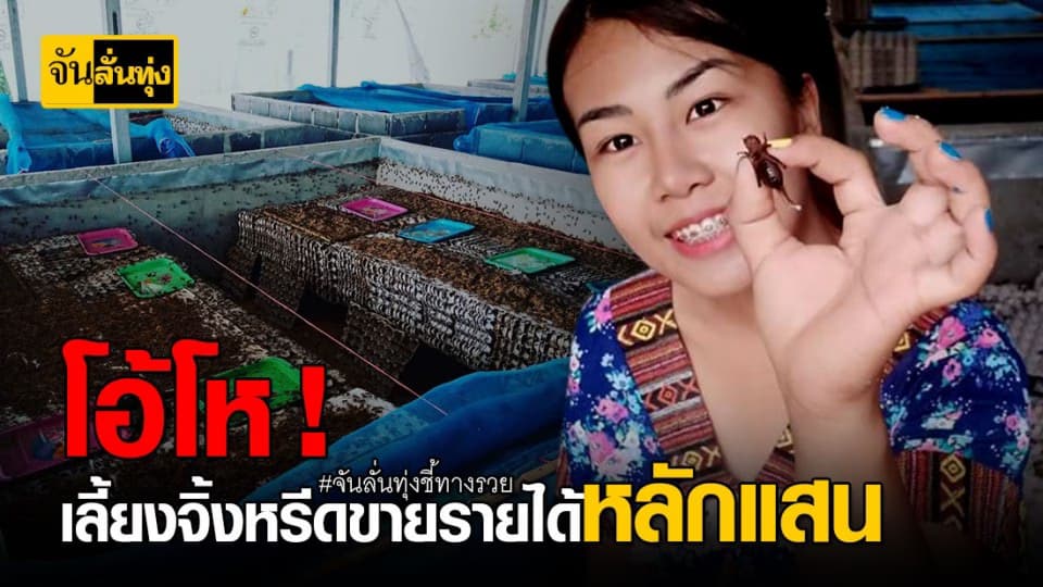 ครูนาฏศิลป์ เลี้ยงจิ้งหรีดส่งขายสร้างรายได้หลักแสนบาท ต่อเดือน