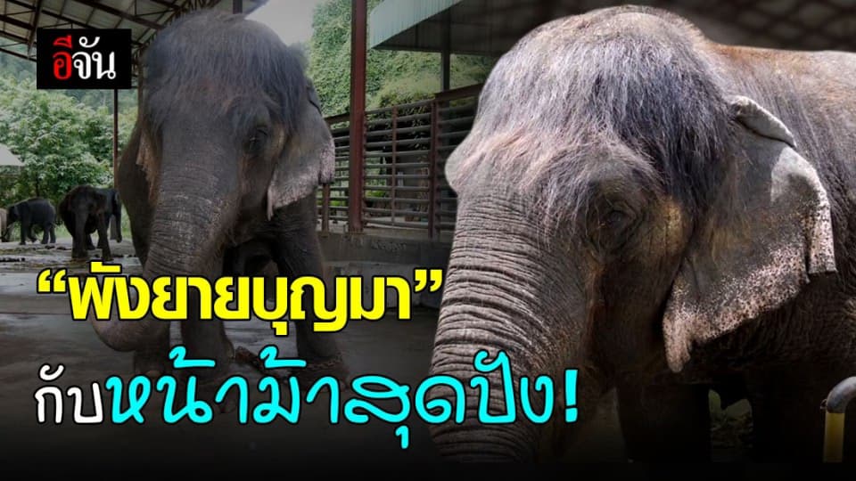 เน็ตไอดอลช้าง พังยายบุญมา กับผมหน้าม้าที่ไม่เหมือนช้างเชือกไหน