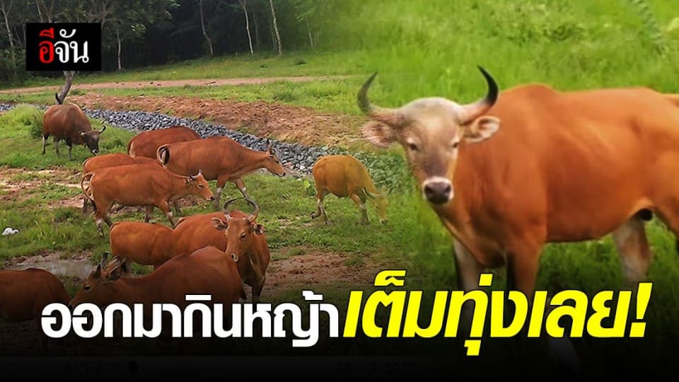 เผยภาพจากกล้องดักสัตว์ป่าเขาอ่างฤาไน  พบวัวแดง กระทิง กวางป่า ช้าง