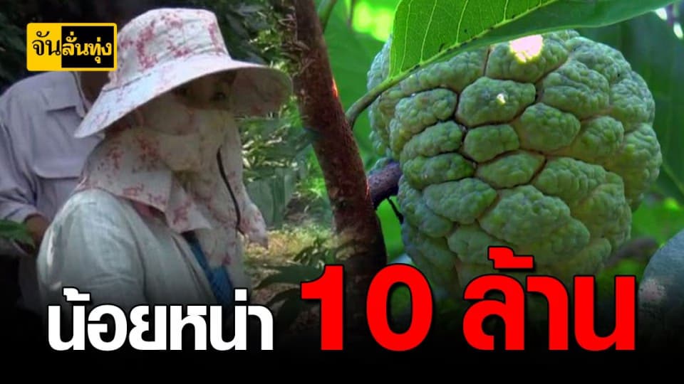 พะเยา ปลูกน้อยหน่า 10 ล้าน