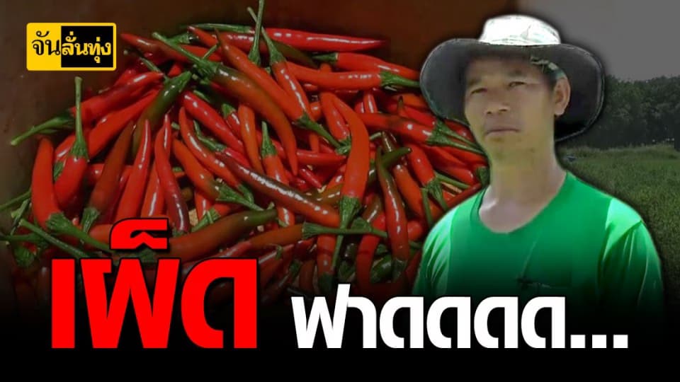 ภูซาง ปลูกทองระยา รายได้ดี