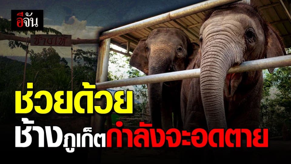 ภูเก็ตวันนี้ นักท่องเที่ยวยังไม่มา ช้างไม่รู้จะโชว์ใคร ปางช้างขาดรายได้ ปิดกิจการ  ช้างตกงาน ไร้หน่วยงานสนใจ วอนเห็นใจช้างด้วย