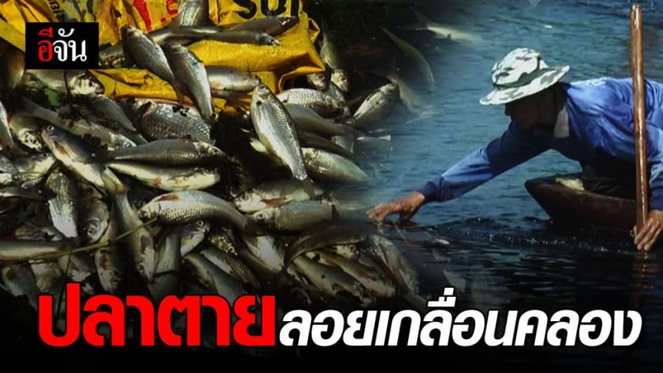 ชาวบ้านร้อง ปลาตายไม่ทราบสาเหตุ!