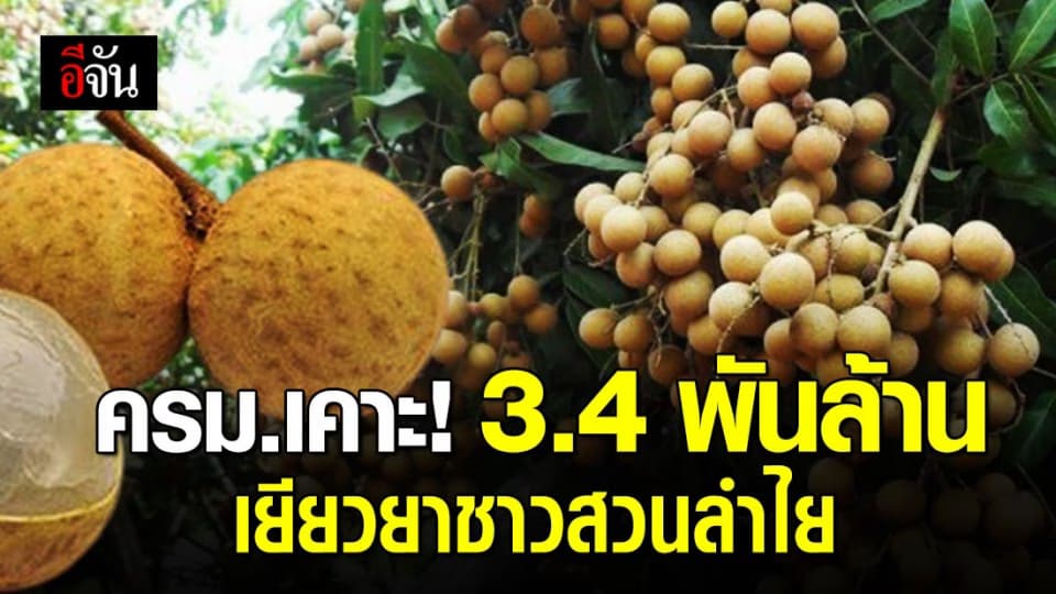 ครม.วางแผนเยียวยาชาวสวนลำไยปี 63 วงเงิน 3,400 ล้านบาท