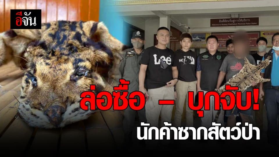 รวบนักค้าซากสัตว์ป่าคุ้มครอง โพสต์เฟซขายหนังเสือลายเมฆ เย้ยกฎหมาย