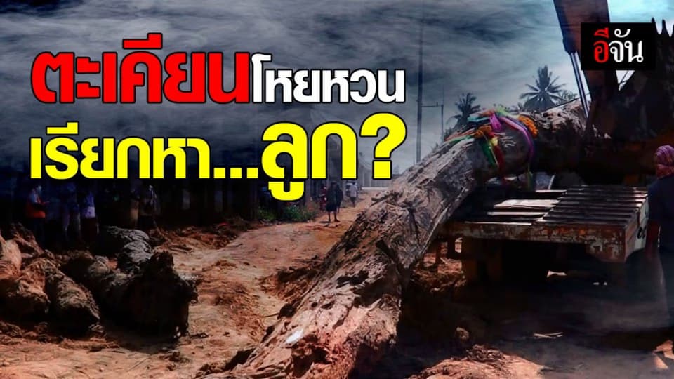 ชาวบ้านผวา! ตกดึกได้ยินเสียงโหยหวน หลังขุดเจอต้นตะเคียนอายุกว่า 100 ปี