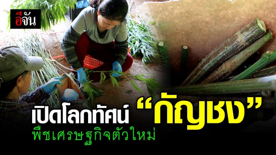 “ตามรอยกัญชงของแม่ พืชมหัศจรรย์” เปิดโลกทัศน์ พืชเศรษฐกิจตัวใหม่