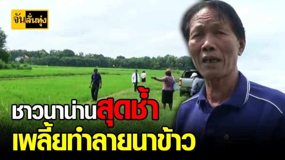 ชาวนาน่านสุดระทมเพลี้ยลงนา วอนภาครัฐช่วยเหลือ