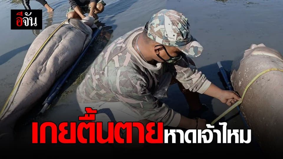 ซากพะยูนเกยตื้น อุทยานแห่งชาติหาดเจ้าไหม