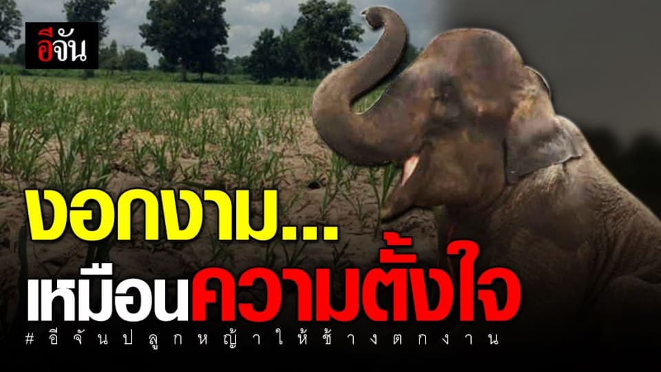 งอกแล้วหญ้าเนเปียร์ 60 ไร่ ที่อีจันปลูกช่วยช้างตกงาน