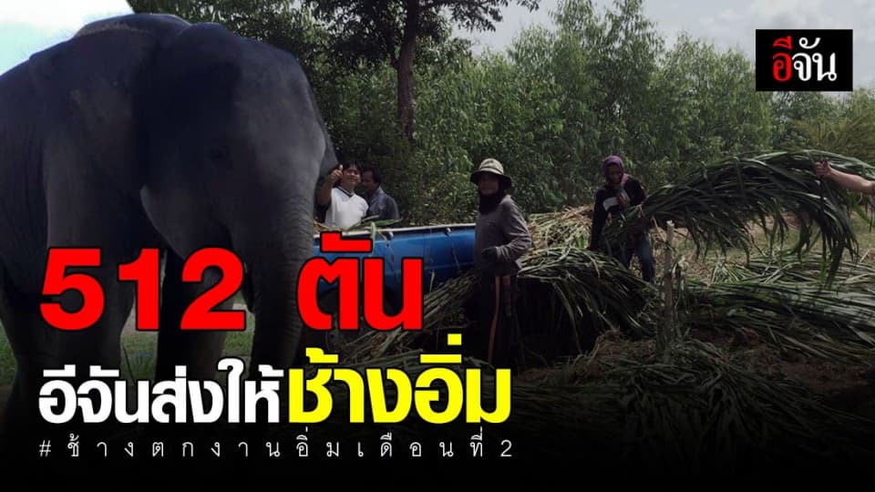 สังคมอีจันรับผิดชอบอาหารช้างตกงานแล้ว ลุล่วงอีก 1 เดือน