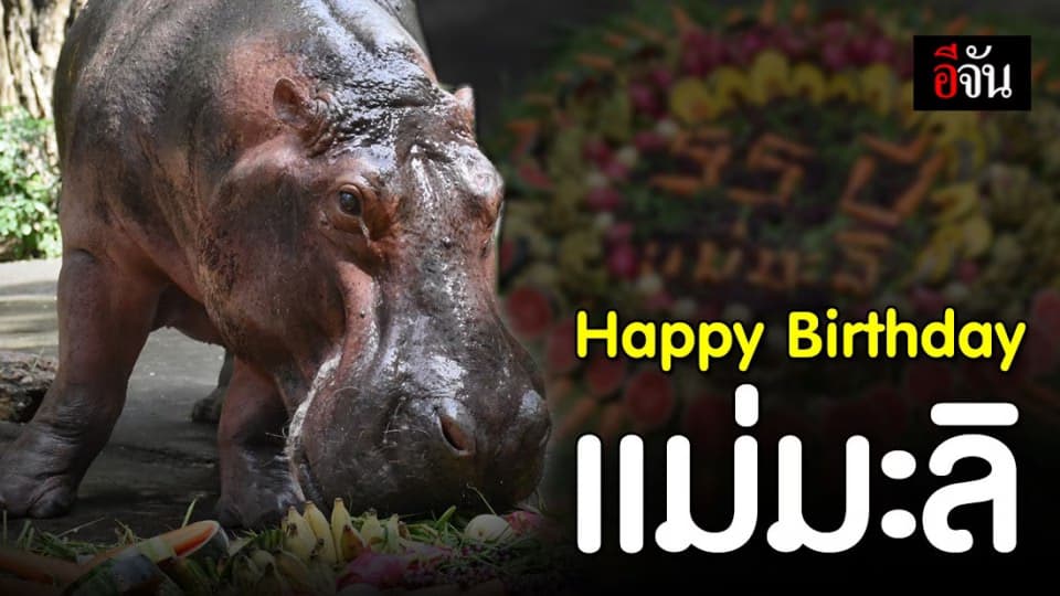 สุขสันต์วันเกิด แม่มะลิ! นักท่องเที่ยวแห่อวยพร แน่นสวนสัตว์เปิดเขาเขียว