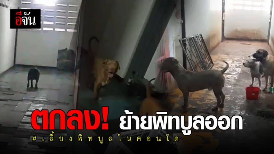 เจรจาเครียด! เจ้าของห้องเลี้ยงพิทบูล รับ “ขนสุนัขออกภายใน 3 วัน”