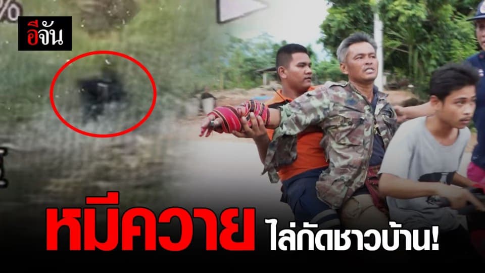 เจอแล้ว! “หมีควาย” วิ่งไล่กัดชาวบ้าน บาดเจ็บ 5 ราย