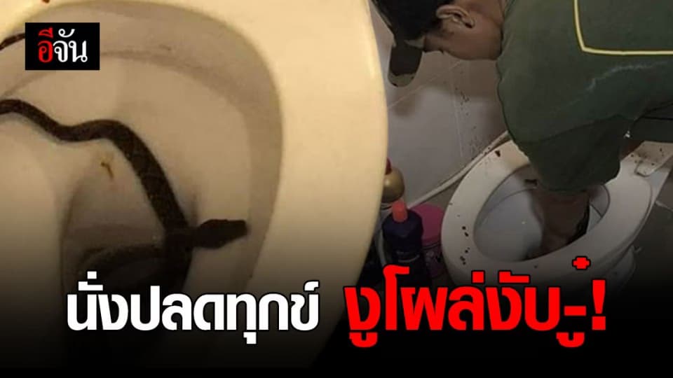 หนุ่มนั่งปลดทุกข์  งูเหลือมโผล่งับของลับเลือดกระจาย!