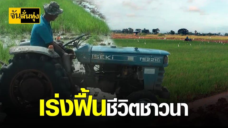 เร่งปักกล้า ชาวนาพิจิตรเร่งฟื้นชีวิต