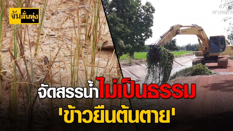 ชาวนาพิจิตรช้ำ ข้าวยืนต้นตาย