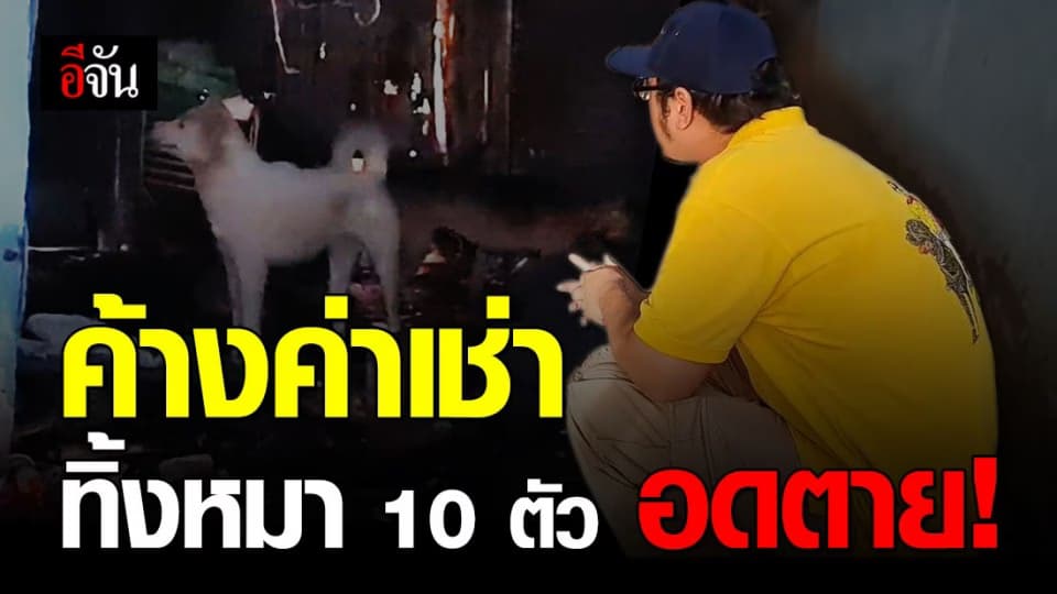 สาวหน้าตาดีค้างค่าบ้านเช่า ทิ้งหมา 10 ตัวอดตาย