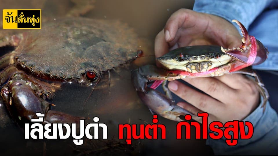 อาชีพเสริมกำไรสูงเดือนละ 30,000 เลี้ยงปูดำ