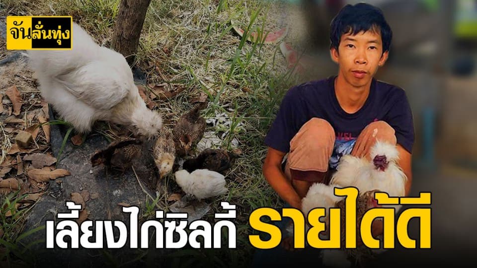 เลี้ยงไก่ซิลกี้ ทุนต่ำ กำไรดี