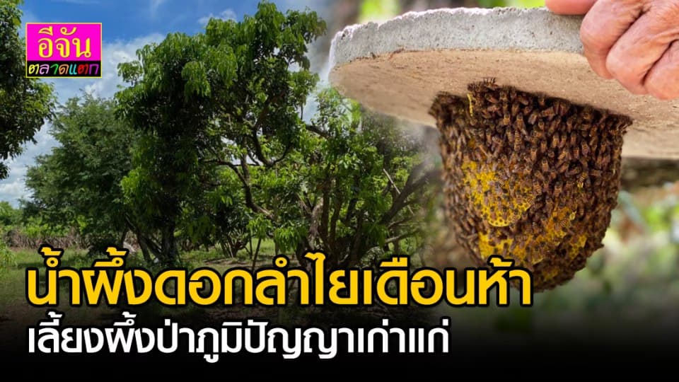 น้ำผึ้งดอกลำไยเดือนห้า แห่งบ้านชัยพฤกษ์ เลี้ยงตามวิถีเก่าแก่
