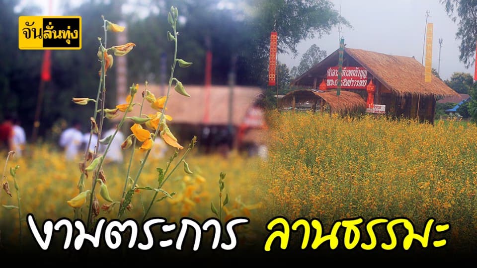 ปอเทืองบานสะพรั่งเต็มลานธรรม