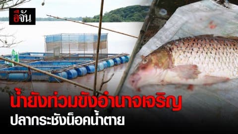 น้ำโขงลด แต่ยังท่วมขังพื้นที่การเกษตรอำนาจเจริญเสียหายยับ ปลากระชังน็อคน้ำตาย