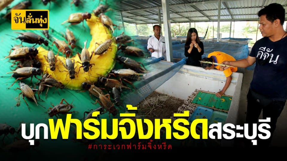 รู้มั้ย จิ้งหรีดตัวผู้… กับตัวเมียแบบไหนอร่อยกว่า