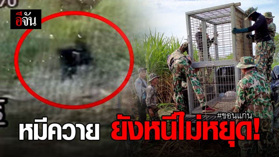 ภารกิจจับหมีควาย ล่าสุดพบวิ่งหนีเข้าป่าช้า สำนักสงฆ์ร่องหินลาด จ.ขอนแก่น