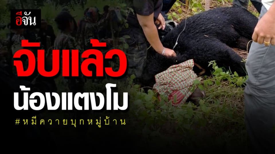 น้องแตงโมสิ้นฤทธิ์ ! หลังถูก จนท.กระชับวงล้อม ยิงยาสลบ