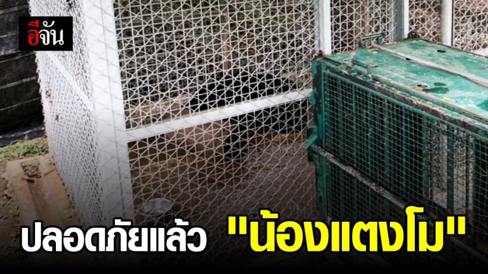 น้องแตงโม หมีควาย ฟื้นจากฤทธิ์ยาสลบล่าสุดปลอดภัยแล้ว