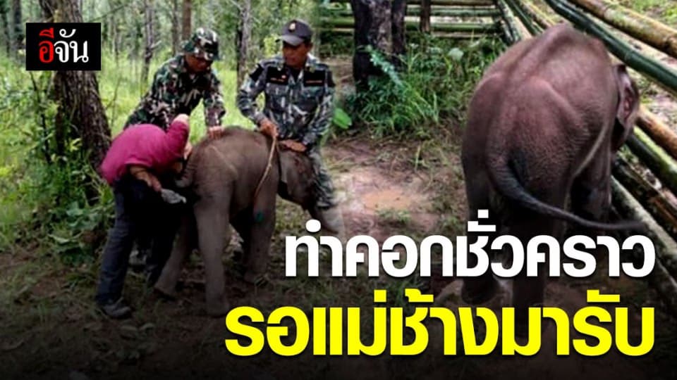 ทำคอกให้ลูกช้างพลัดหลง รอแม่มารับกลับโขลง