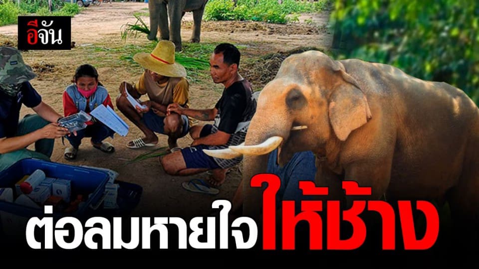 มช. เดินหน้าพัฒนาคุณภาพชีวิต – ความเป็นอยู่ของช้าง