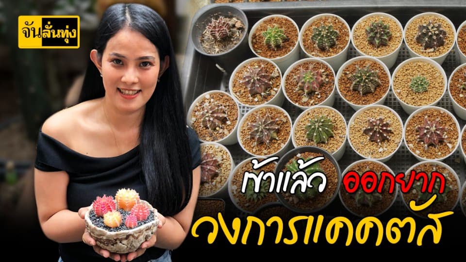 รัก สะสม ศึกษา สู่ธุรกิจแคคตัส