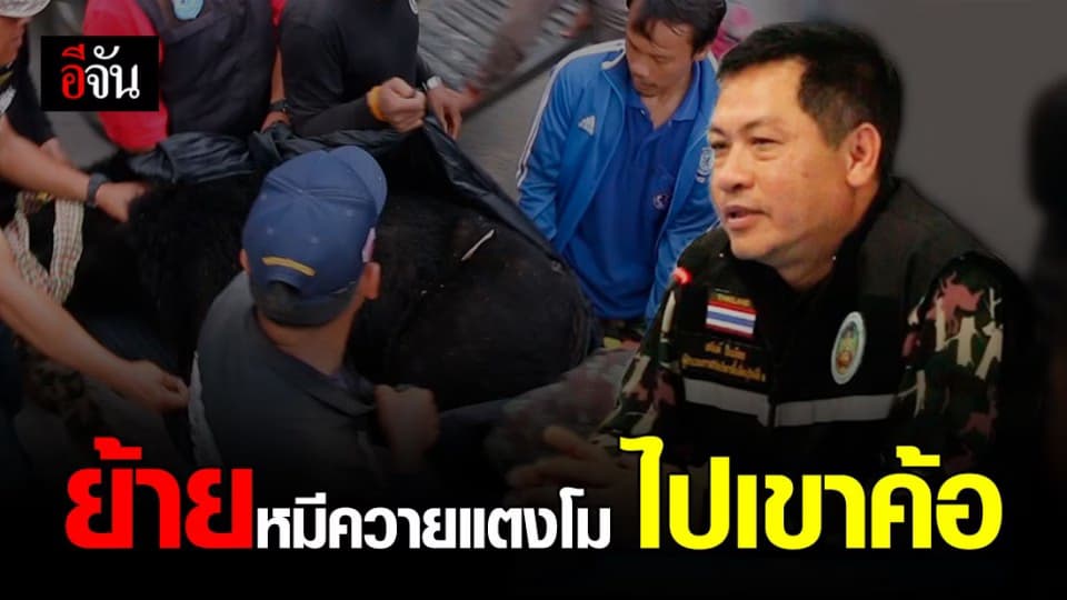 เคลื่อนย้ายหมีควาย ไปสถานีวิจัยเพาะเลี้ยงสัตว์ป่าเขาค้อ