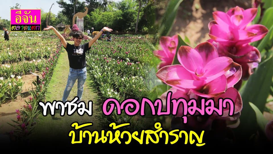 พาชมแหล่งปลูกดอกปทุมมา บ้านห้วยสำราญ จ.อุดรธานี