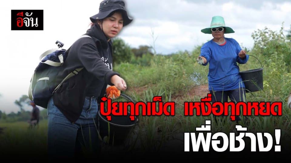 เริ่มภารกิจ ใส่ปุ๋ยหญ้าเนเปียร์ ช่วยช้างตกงาน