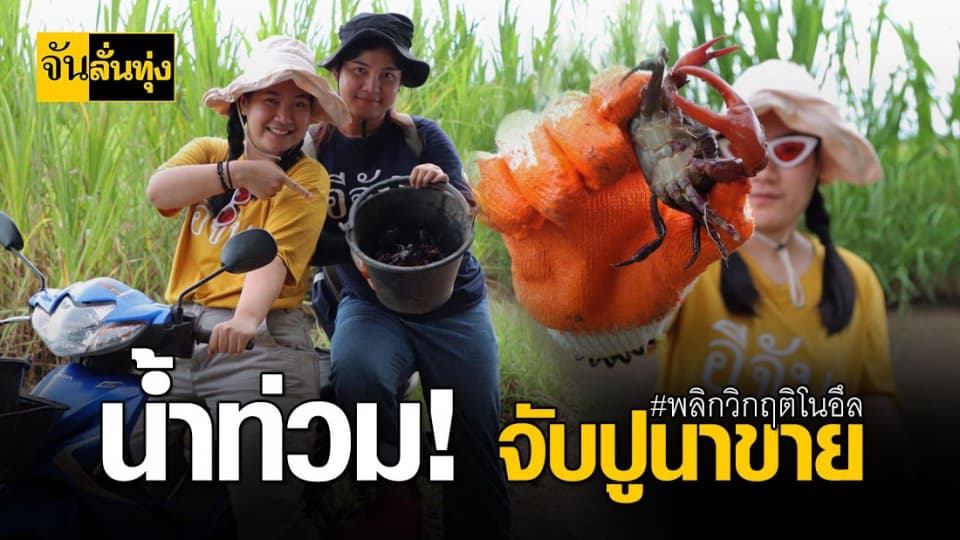 ฝนตกนำล้นนา เเห่จับปูนาหารายได้