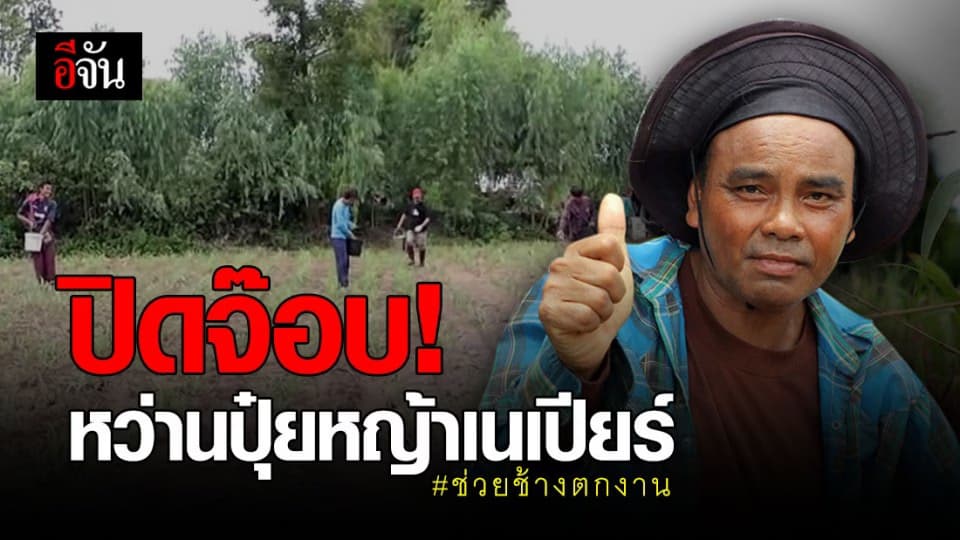 ผ่านไปด้วยดี! ปิดจ๊อบ หว่านปุ๋ยหญ้าเนเปียร์ ช่วยช้างตกงาน